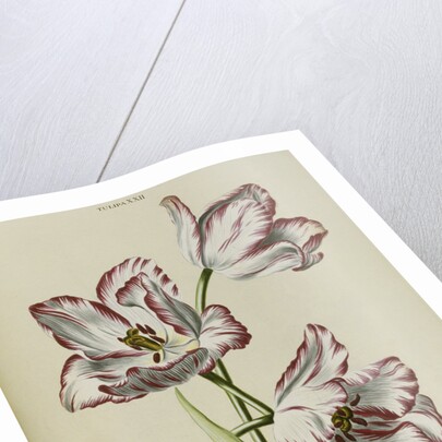 Keizer Leopoldus by Anonymous