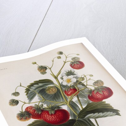 Keen's Strawberry Seedling by Anonymous