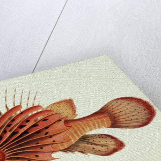 Ratoo Gini Maha by John Whitchurch Bennett