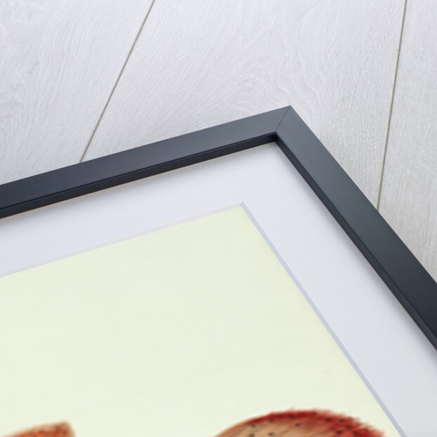 Ratoo Gini Maha by John Whitchurch Bennett