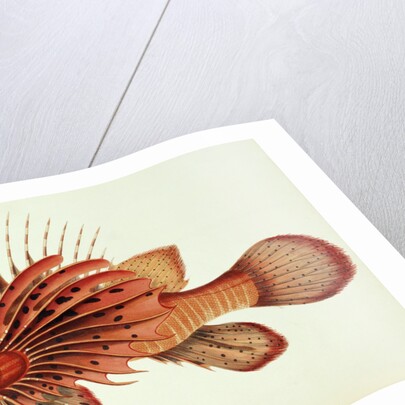 Ratoo Gini Maha by John Whitchurch Bennett