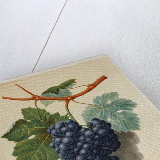 Black Muscadine Grapes by Anonymous