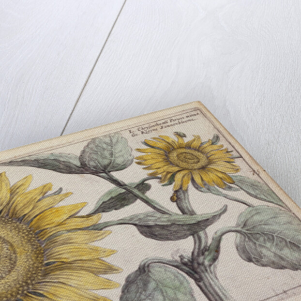 Giant Sunflower (Peruvian Chrysanthemum) by Anonymous