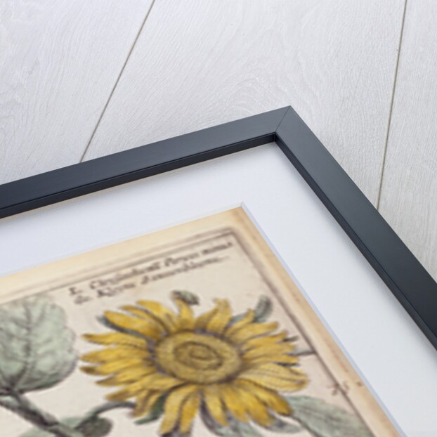 Giant Sunflower (Peruvian Chrysanthemum) by Anonymous