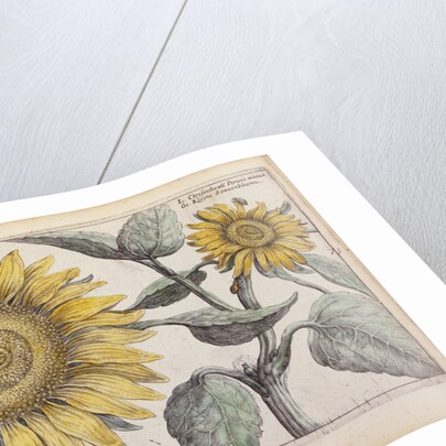 Giant Sunflower (Peruvian Chrysanthemum) by Anonymous