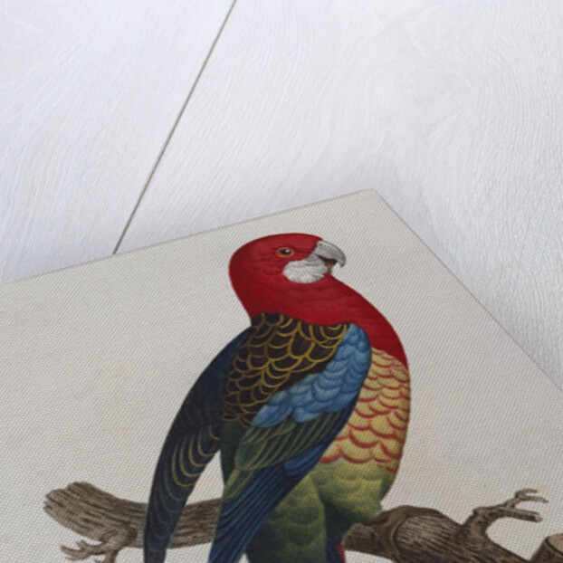 Eastern Rosella (Platycercus Eximius) by Anonymous