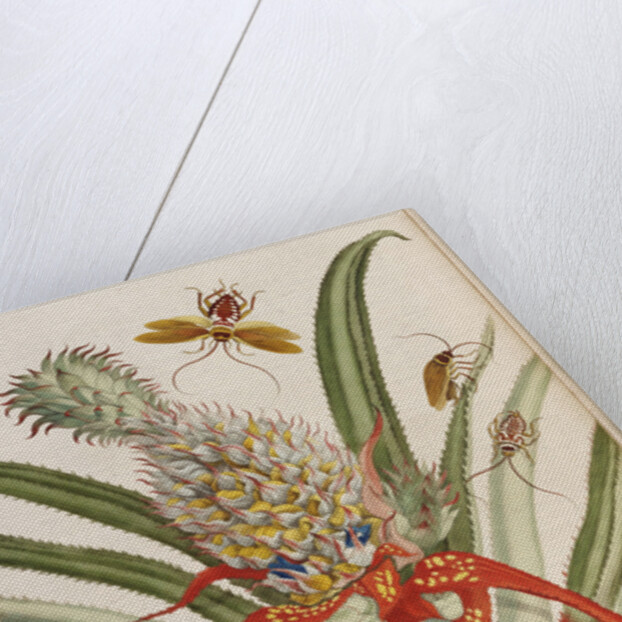 Pineapple (Ananas) with Surinam Insects by Anonymous