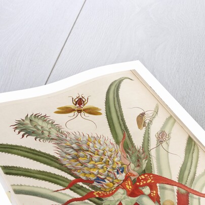 Pineapple (Ananas) with Surinam Insects by Anonymous