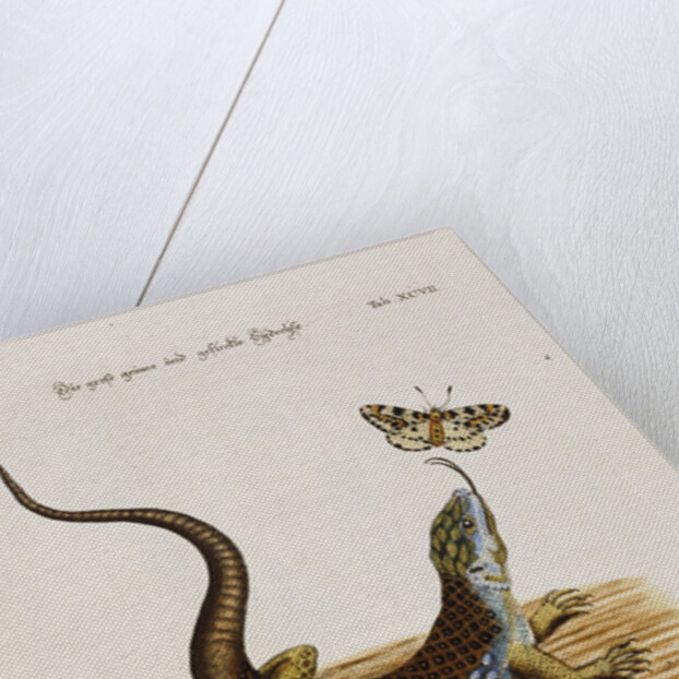 Lizard Chasing a Butterfly by Anonymous