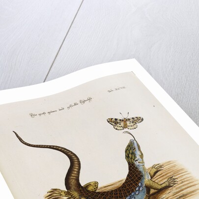 Lizard Chasing a Butterfly by Anonymous
