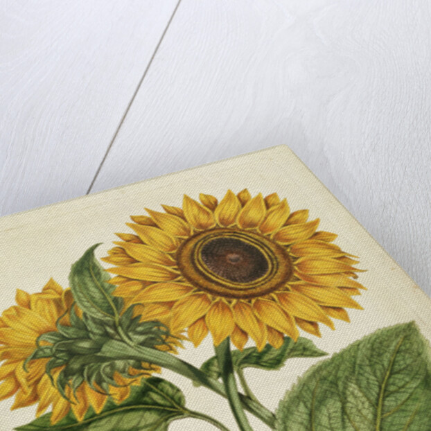 A Sunflower by Anonymous