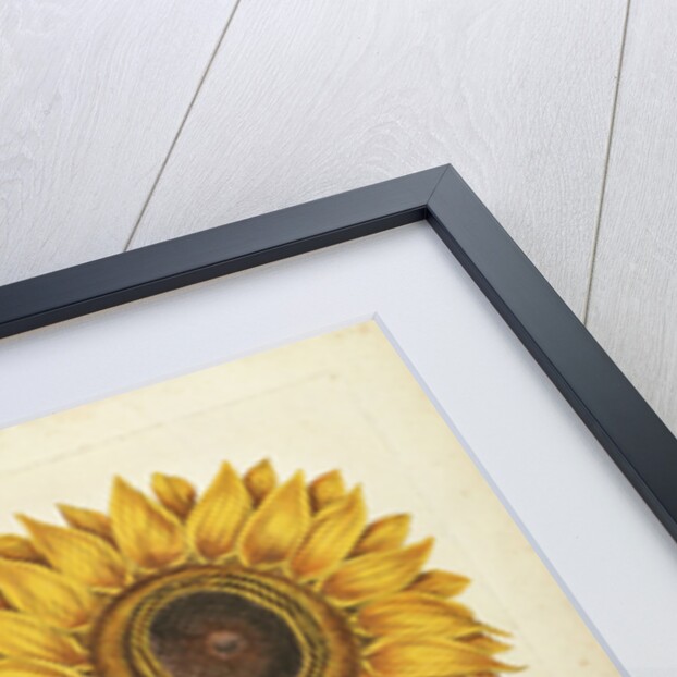 A Sunflower by Anonymous