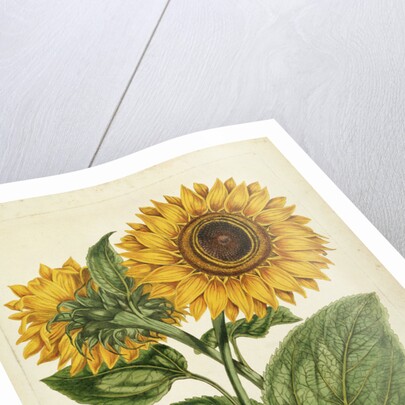 A Sunflower by Anonymous