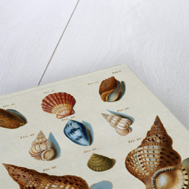 A selection of seashells by Franz Michael Regenfus
