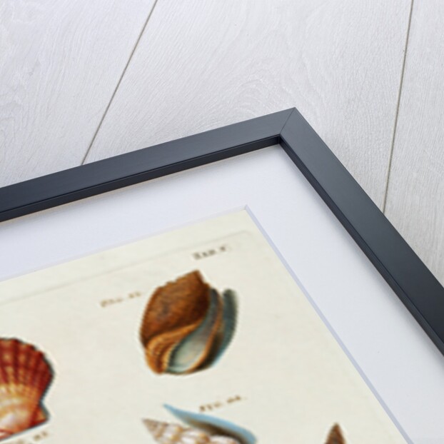 A selection of seashells by Franz Michael Regenfus