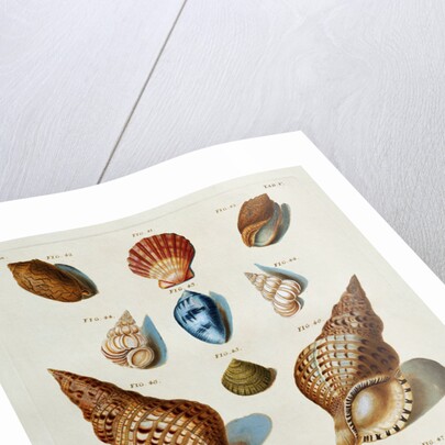 A selection of seashells by Franz Michael Regenfus