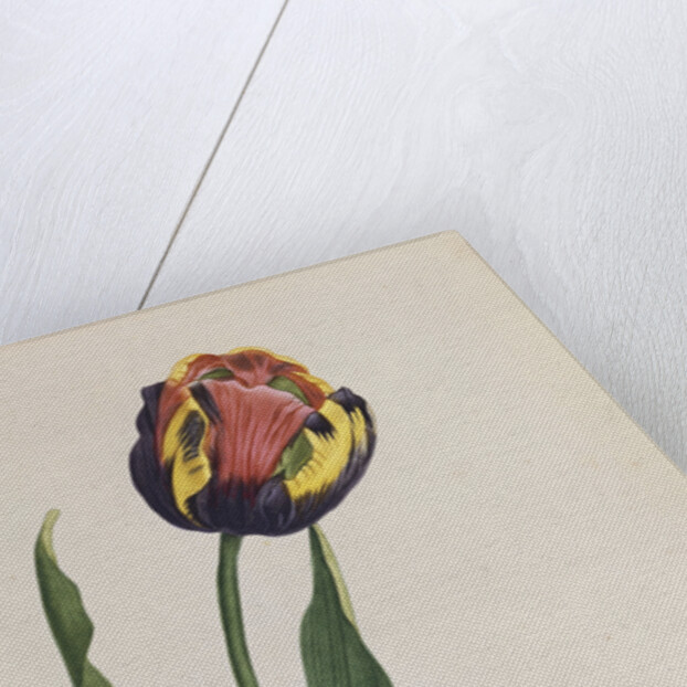 Tulip cultivee by Anonymous