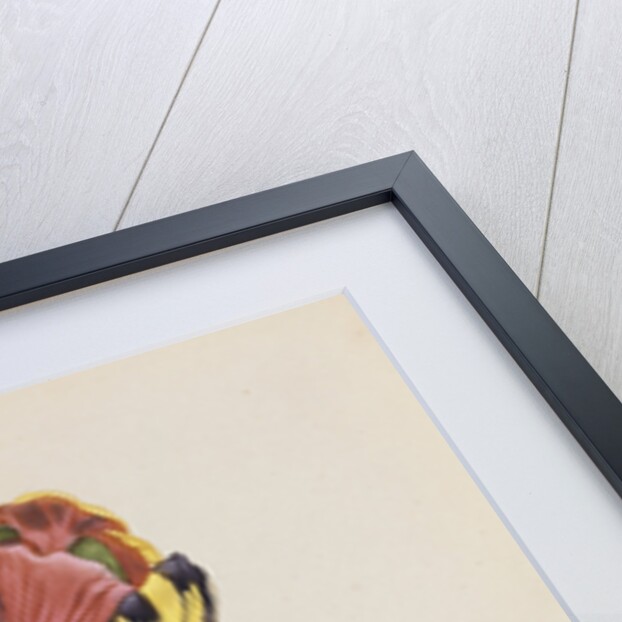 Tulip cultivee by Anonymous