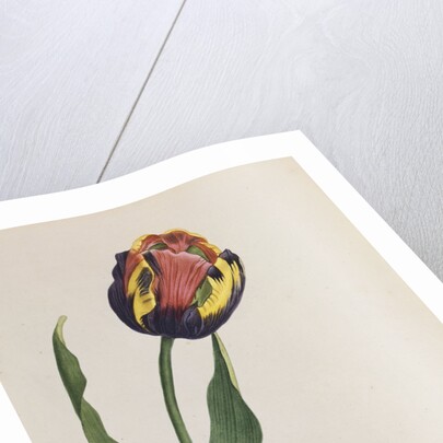 Tulip cultivee by Anonymous