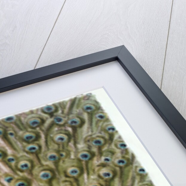 A Male Peacock in Full Display by Johann Leonhard Frisch