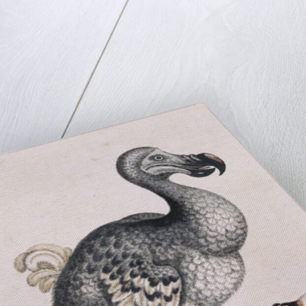 The Dodo by Anonymous