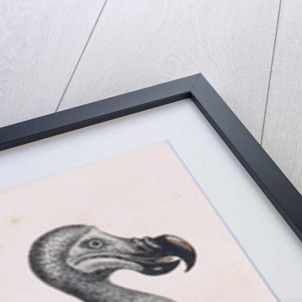 The Dodo by Anonymous