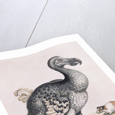 The Dodo by Anonymous
