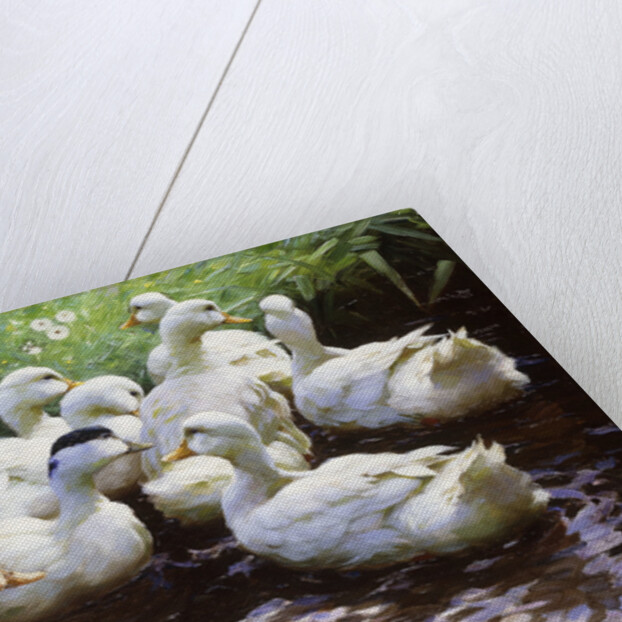Ashore (Ducks) by Alexander Koester
