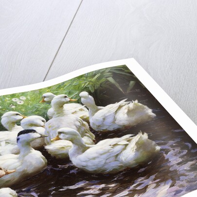 Ashore (Ducks) by Alexander Koester