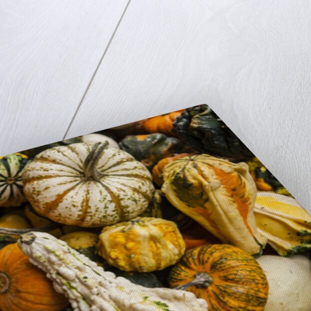 Pumpkins, gouds and winter squash for sale by Anonymous