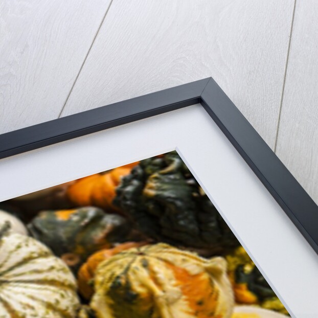 Pumpkins, gouds and winter squash for sale by Anonymous