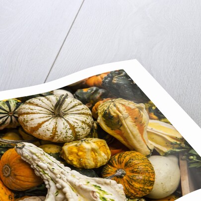 Pumpkins, gouds and winter squash for sale by Anonymous