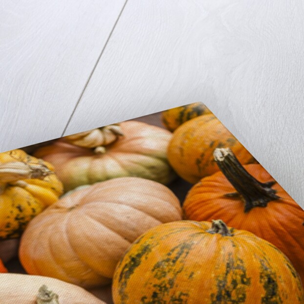 Pumpkins, gouds and winter squash for sale by Anonymous