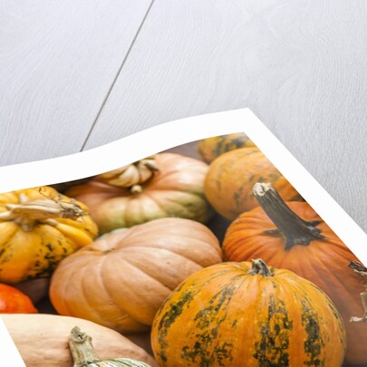 Pumpkins, gouds and winter squash for sale by Anonymous