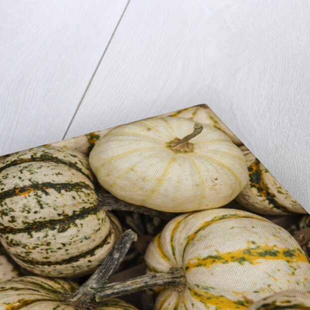 Pumpkins, gouds and winter squash for sale by Anonymous