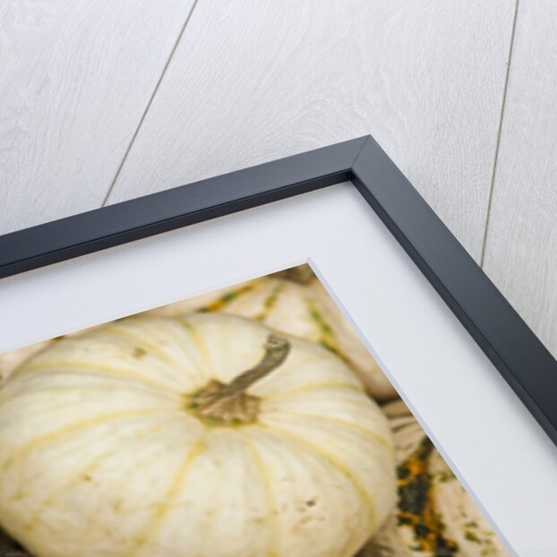 Pumpkins, gouds and winter squash for sale by Anonymous