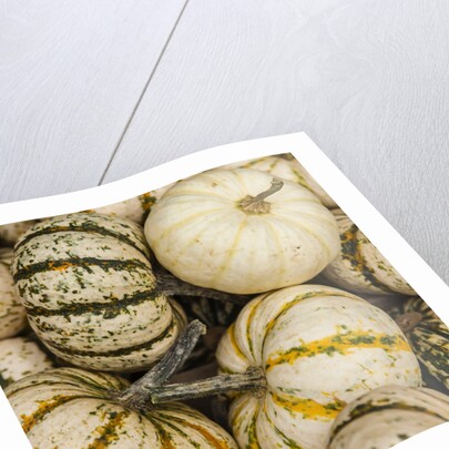 Pumpkins, gouds and winter squash for sale by Anonymous