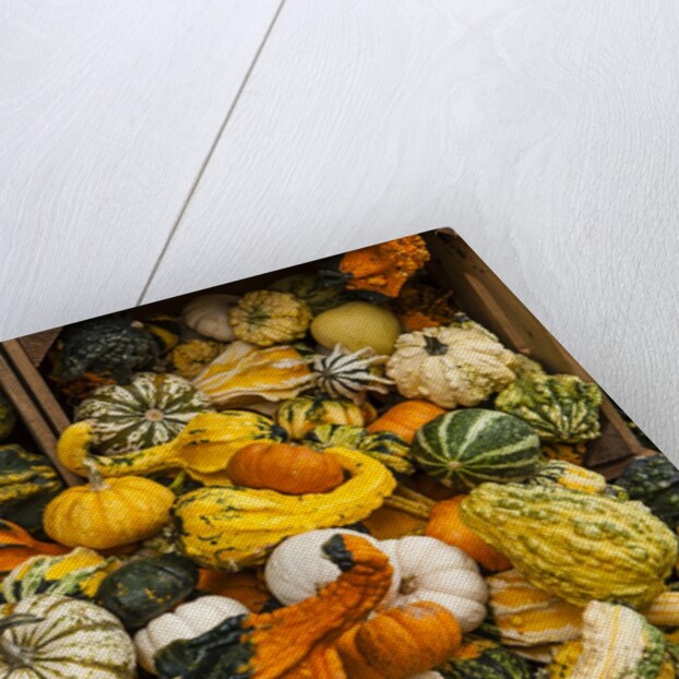 Pumpkins, gouds and winter squash for sale by Anonymous