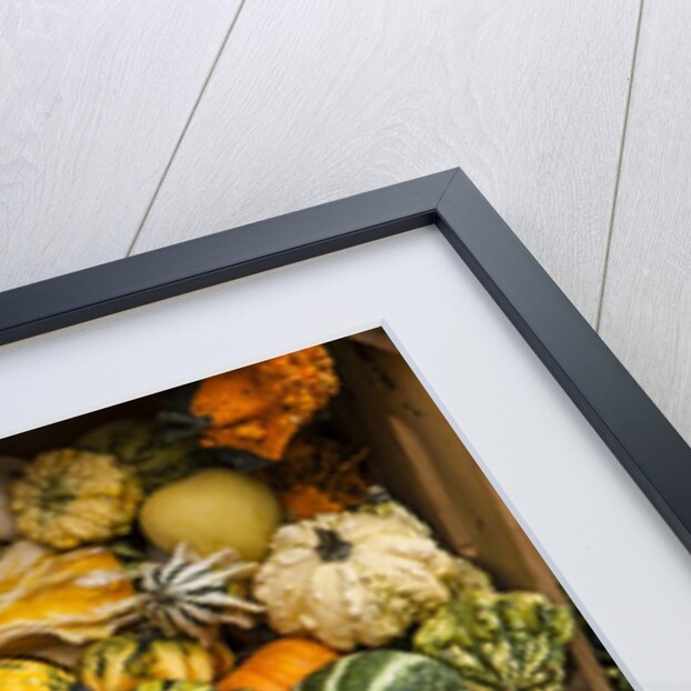 Pumpkins, gouds and winter squash for sale by Anonymous