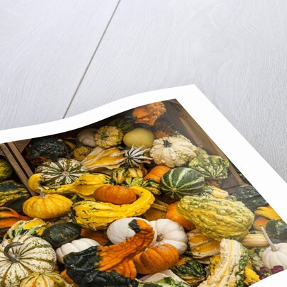 Pumpkins, gouds and winter squash for sale by Anonymous