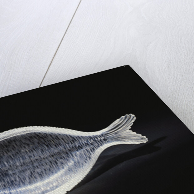 An unusual House of Faberge rock-crystal carving of a sole by Anonymous