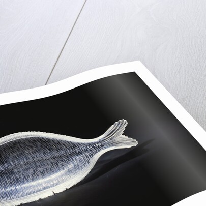 An unusual House of Faberge rock-crystal carving of a sole by Anonymous