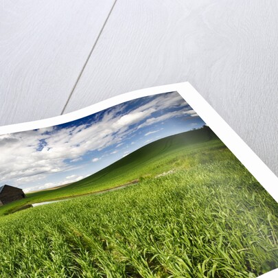 Old Barn in spring wheat field with beautiful clouds by Anonymous