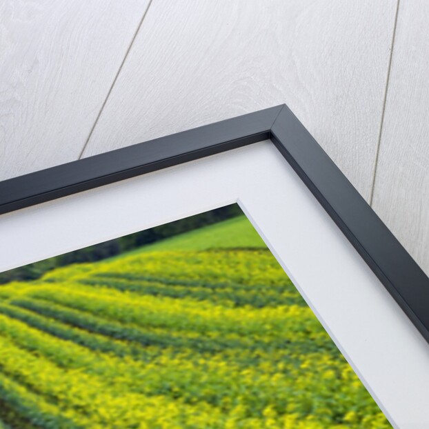 Farming in the Willamette Valley of Oregon by Anonymous