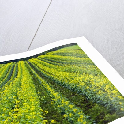 Farming in the Willamette Valley of Oregon by Anonymous