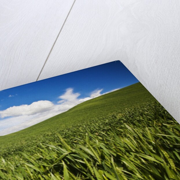Rolling Hills of Green Spring Wheat and puffy Clouds by Anonymous