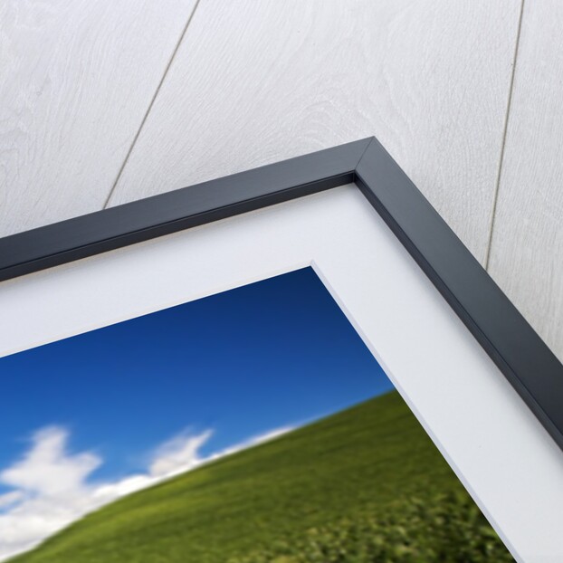 Rolling Hills of Green Spring Wheat and puffy Clouds by Anonymous
