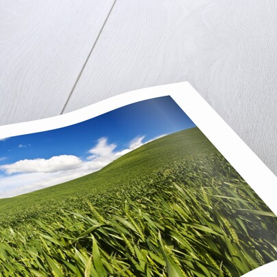Rolling Hills of Green Spring Wheat and puffy Clouds by Anonymous