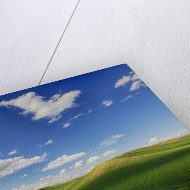 Rolling Wheat Fields with Lone Tree by Anonymous