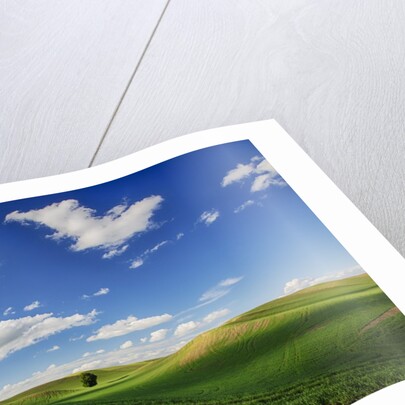 Rolling Wheat Fields with Lone Tree by Anonymous